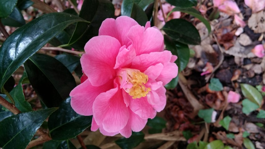 Camellia williamsii plantplacesimage20150301_122949.jpg