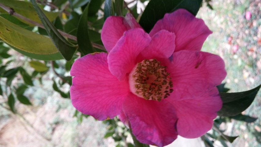 Camellia williamsii plantplacesimage20150301_123416.jpg