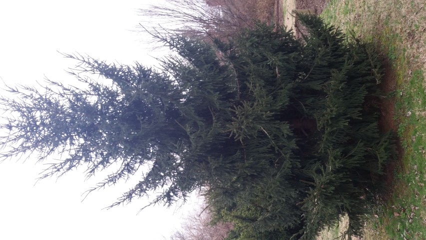 Picea orientalis plantplacesimage20150320_180340.jpg
