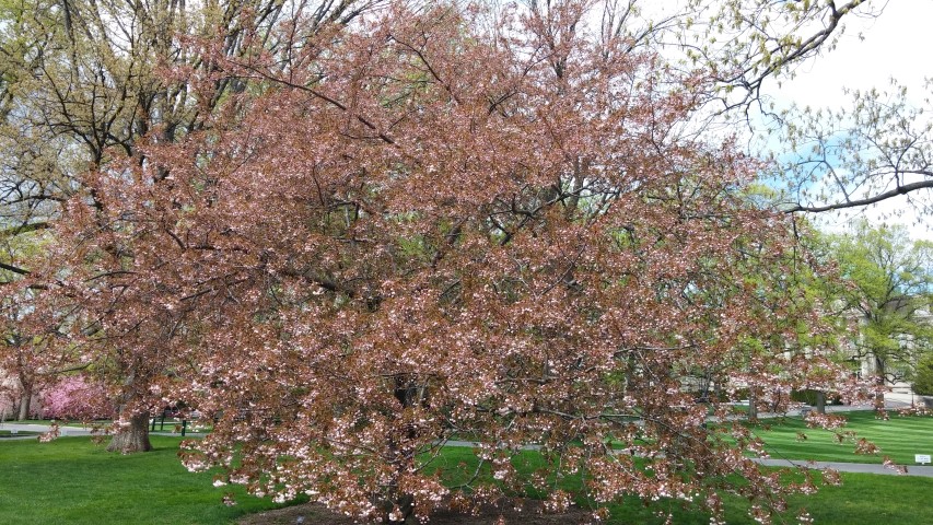Quercus alba plantplacesimage20150501_151158.jpg