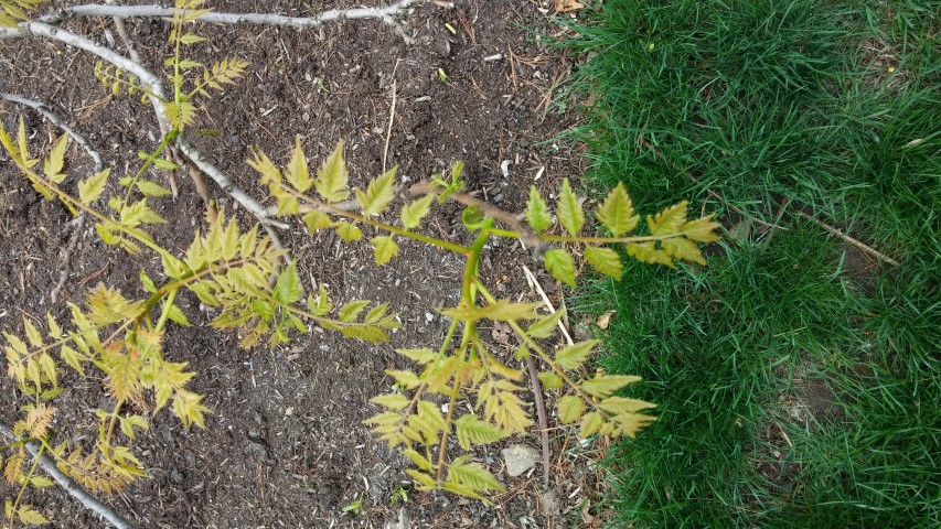 Koelreuteria paniculata plantplacesimage20150501_152652.jpg