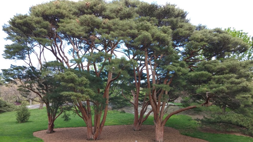 Pinus densiflora plantplacesimage20150501_153052.jpg
