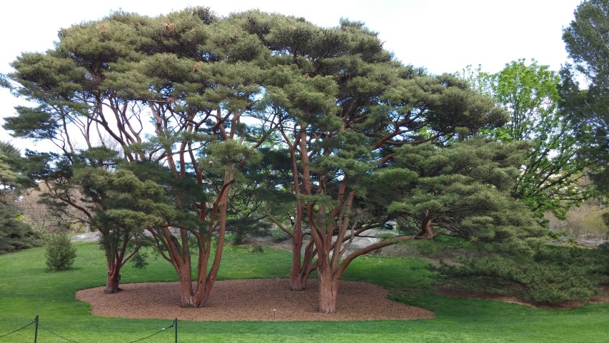 Pinus densiflora plantplacesimage20150501_153120.jpg