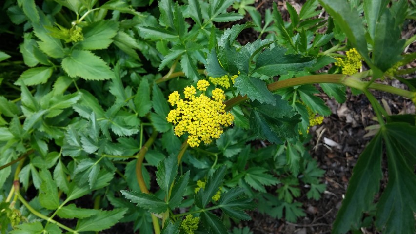 Zizia aurea plantplacesimage20150501_155308.jpg