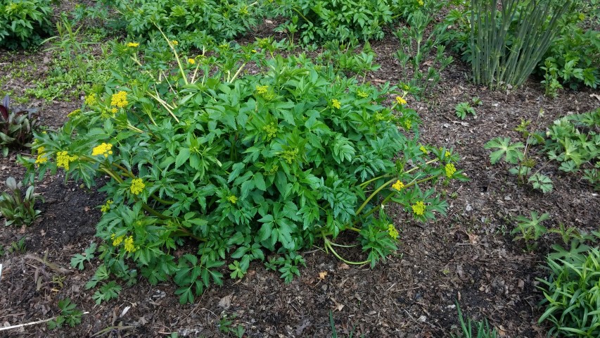 Zizia aurea plantplacesimage20150501_155323.jpg