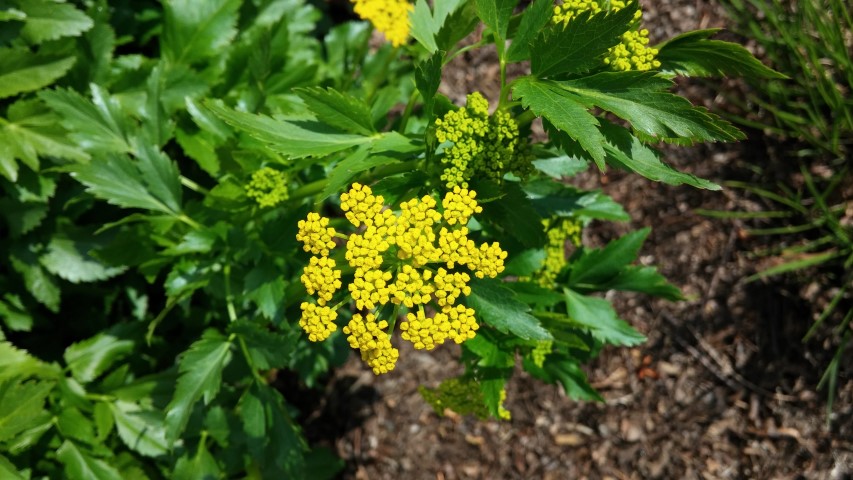 Zizia aurea plantplacesimage20150501_163022.jpg