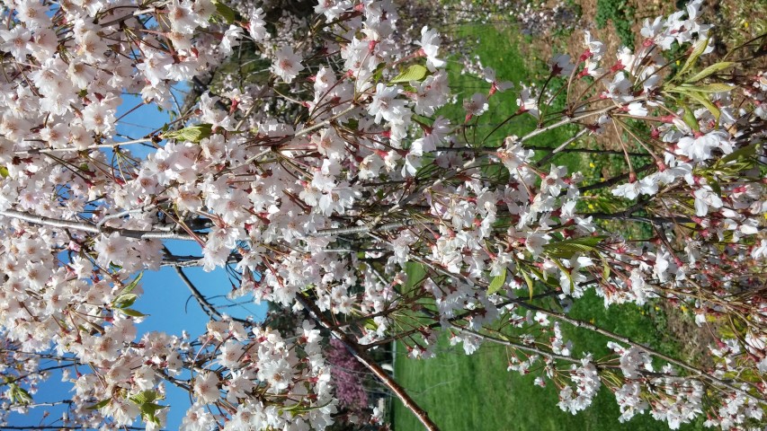 Prunus subhirtella var. pendula plantplacesimage20150502_141446.jpg