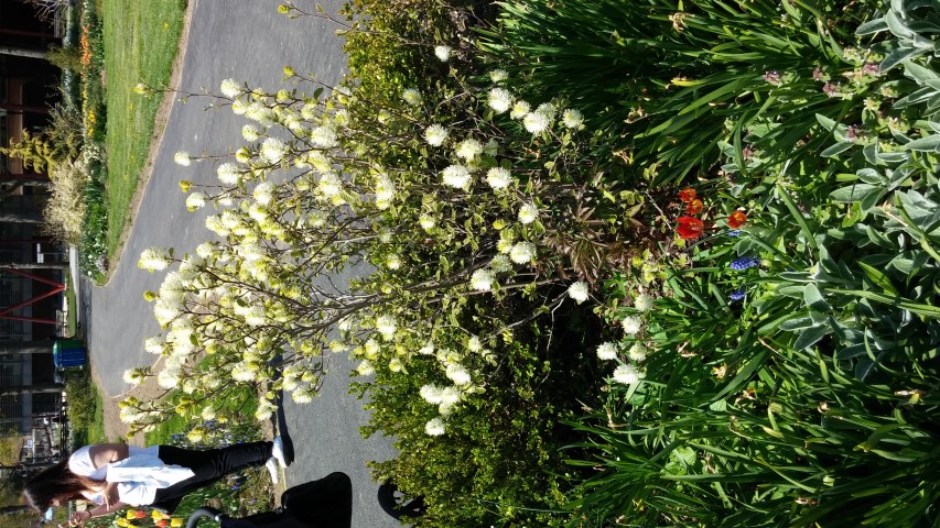 Fothergilla gardenii plantplacesimage20150502_144557.jpg
