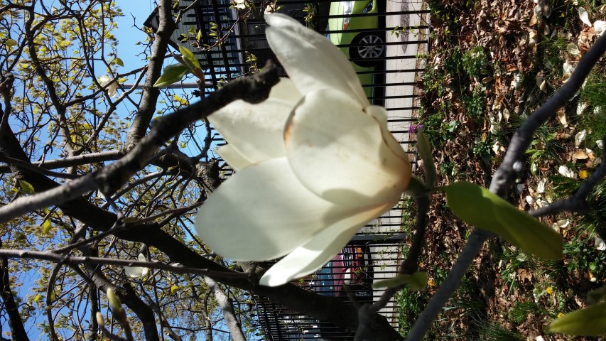 Magnolia x soulangeana plantplacesimage20150502_153407.jpg