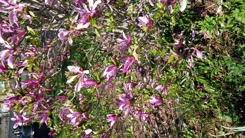 Magnolia x liliiflora plantplacesimage20150502_153825.jpg
