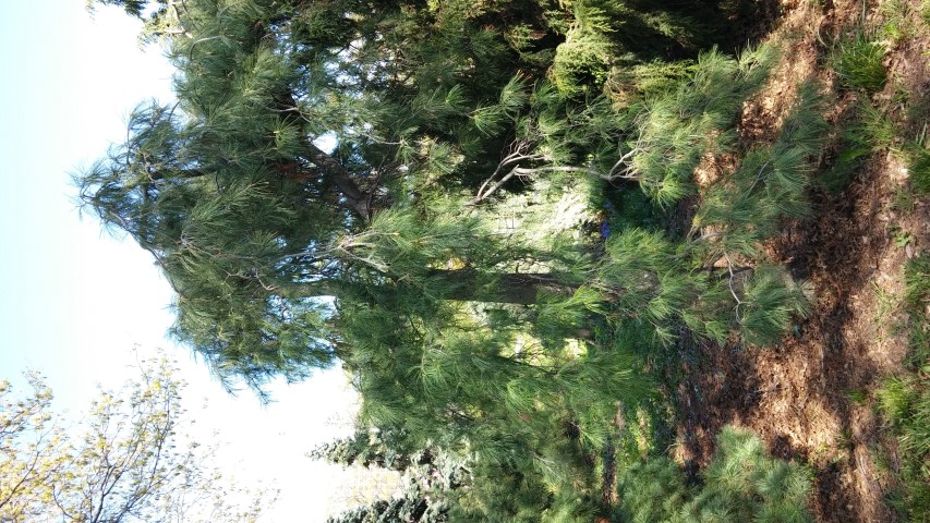 Pinus strobus plantplacesimage20150502_154738.jpg