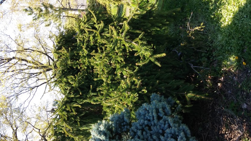 Picea abies plantplacesimage20150502_155147.jpg