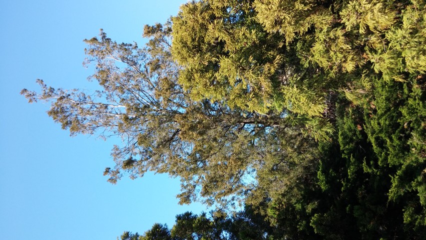 Juniperus virginiana plantplacesimage20150502_160055.jpg
