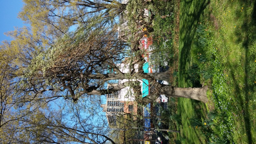 Stypmnolobium japonicum plantplacesimage20150502_161247.jpg