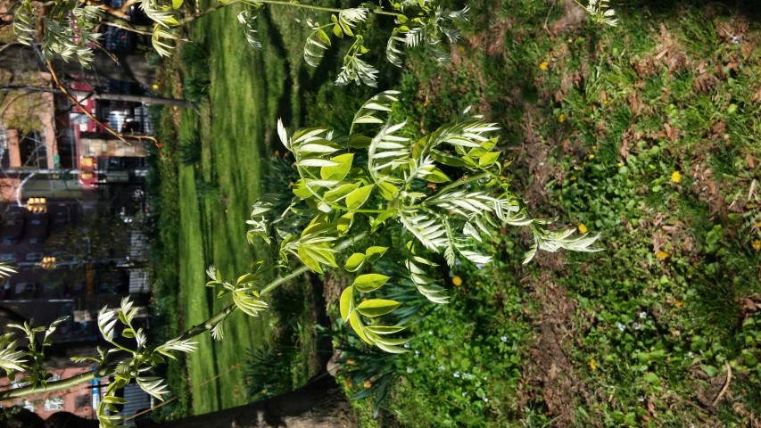 Stypmnolobium japonicum plantplacesimage20150502_161303.jpg