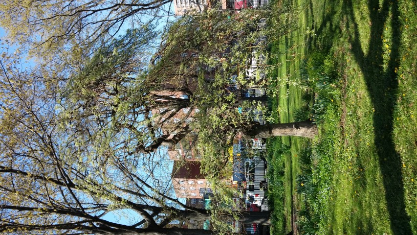 Stypmnolobium japonicum plantplacesimage20150502_161316.jpg