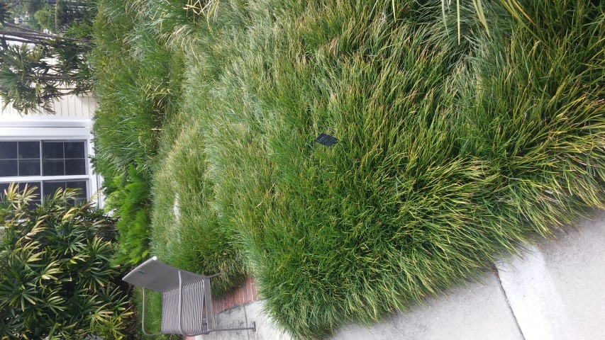 Ophiopogon japonicus plantplacesimage20150531_135344.jpg