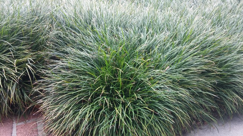 Ophiopogon japonicus plantplacesimage20150531_135357.jpg