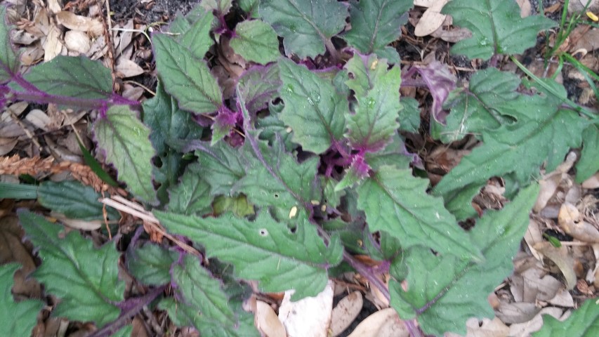 Gynura aurantica plantplacesimage20150531_140351.jpg
