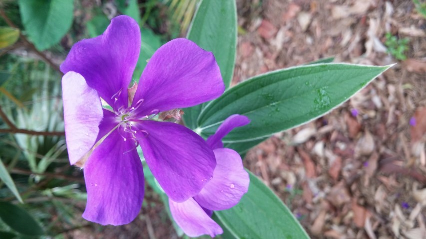 Tibouchina urvilleana plantplacesimage20150531_140909.jpg