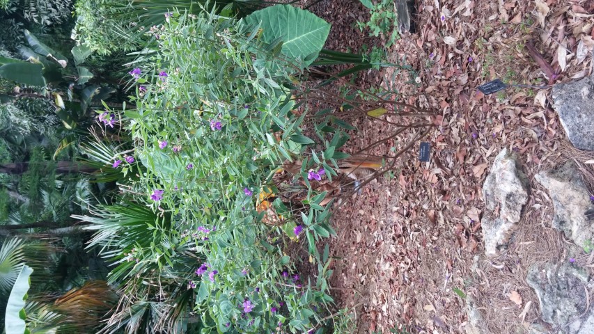 Tibouchina urvilleana plantplacesimage20150531_140924.jpg