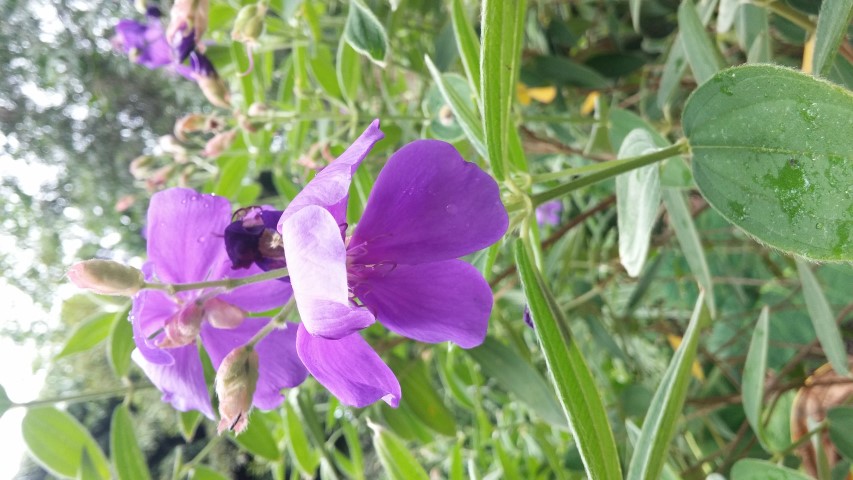Tibouchina urvilleana plantplacesimage20150531_140934.jpg