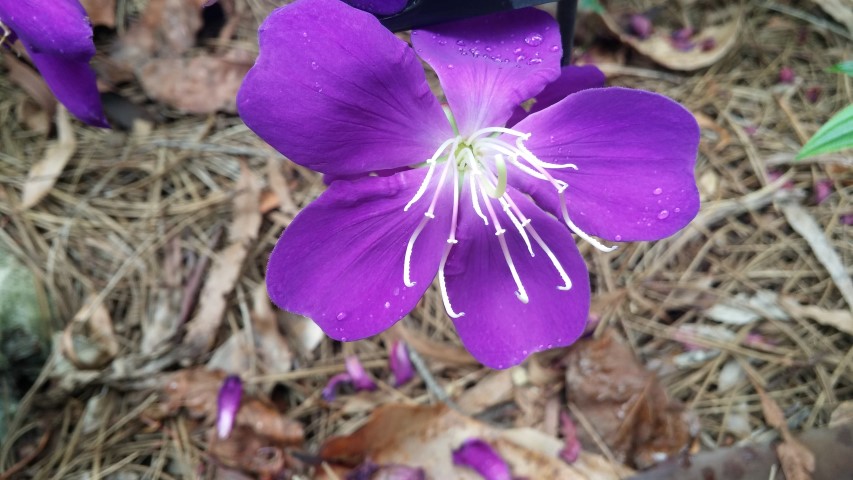 Tibouchina lepidata plantplacesimage20150531_141037.jpg