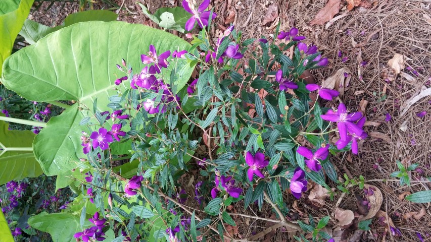 Tibouchina lepidata plantplacesimage20150531_141050.jpg