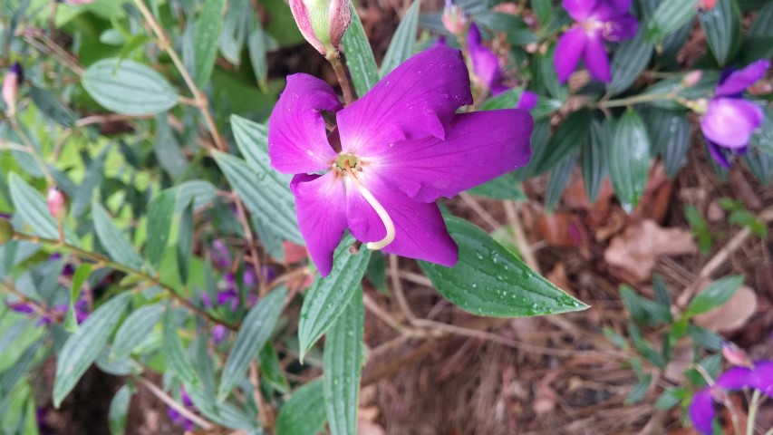 Tibouchina lepidata plantplacesimage20150531_141104.jpg