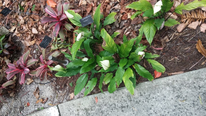 Picture of Spathiphyllum spp Debbie Peace-Lily