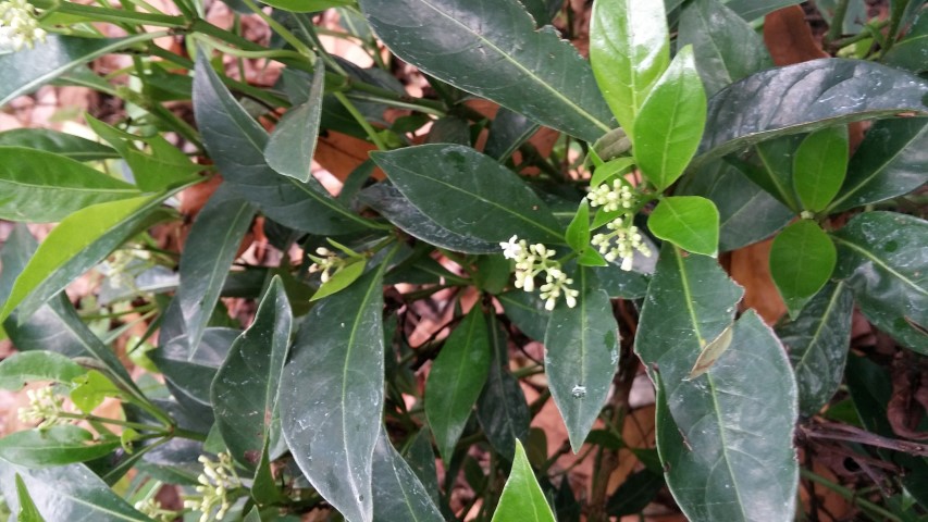 Picture of Psychotria ligustrifolia  Bahama Coffee