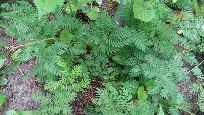 Picture of Mimosa strigillosa  Sensitive Vine