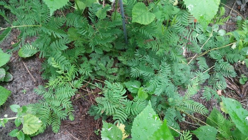 Picture of Mimosa strigillosa  Sensitive Vine