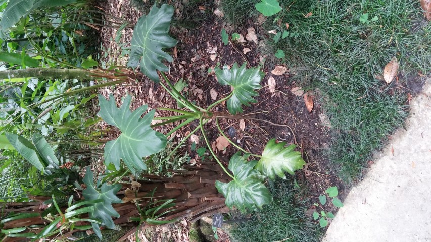 Picture of Philodendron paludicola  Philodendron paludicola  Philodendron