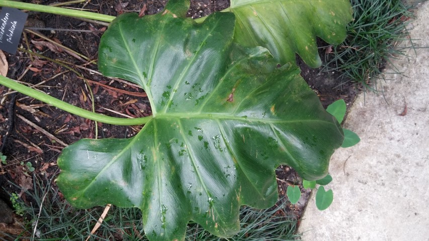 Picture of Philodendron paludicola  Philodendron paludicola  Philodendron