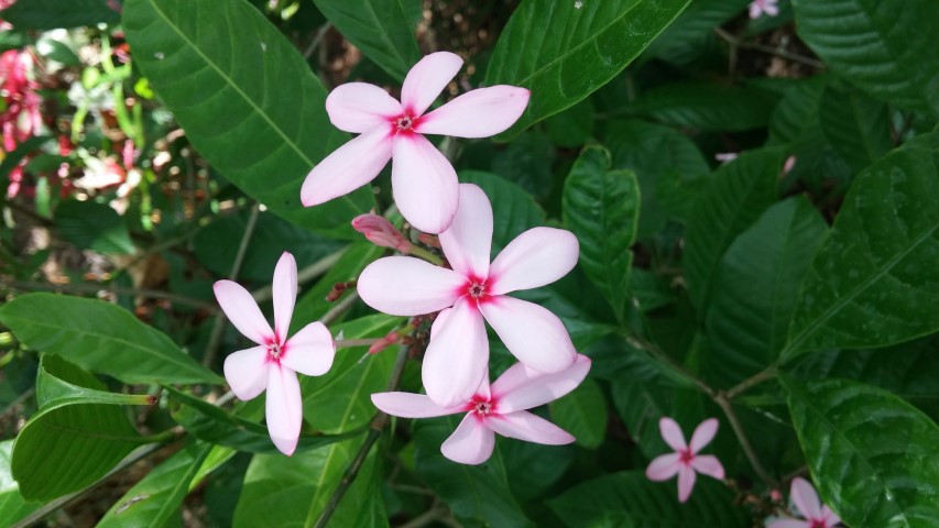 Kopsia fruiticosa plantplacesimage20150531_144636.jpg