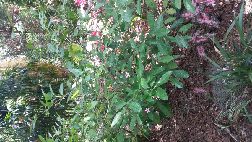 Picture of Kopsia fruiticosa  Periwinkle Bush