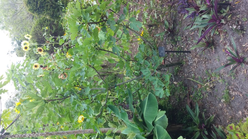 Picture of Ficus carica Green Ischia fig or vijg