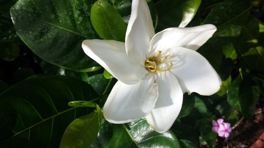 Gardenia taitensis plantplacesimage20150531_145902.jpg