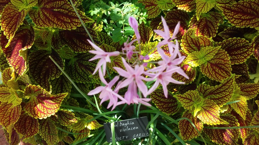 Tulbaghia violaceae plantplacesimage20150531_150018.jpg