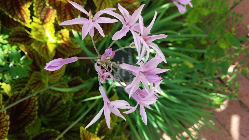 Tulbaghia violaceae plantplacesimage20150531_150035.jpg