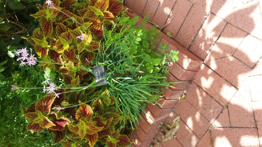 Tulbaghia violaceae plantplacesimage20150531_150049.jpg
