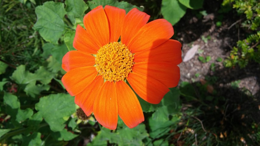 Tithonia rotundiflora plantplacesimage20150531_150700.jpg
