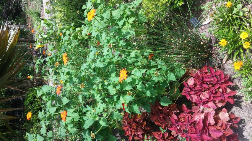 Tithonia rotundiflora plantplacesimage20150531_150713.jpg