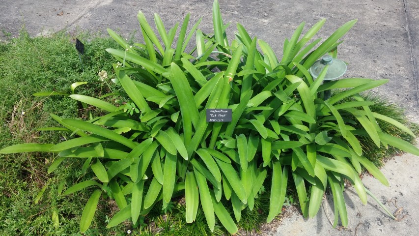Hippeastrum spp plantplacesimage20150531_151558.jpg