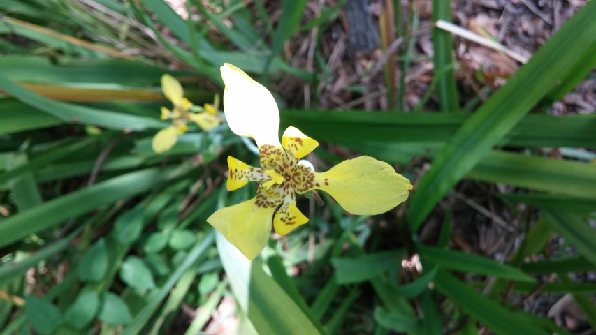 Trimezia martinicensis plantplacesimage20150531_152624.jpg