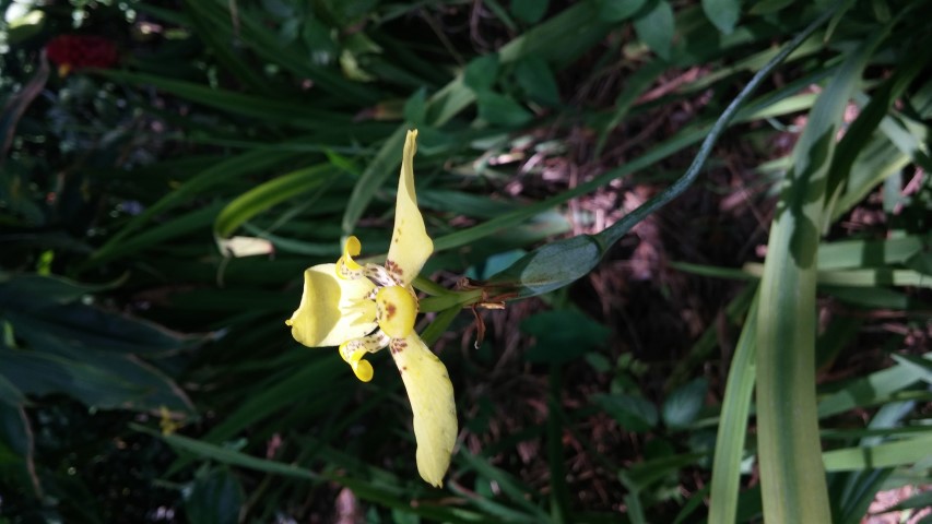 Trimezia martinicensis plantplacesimage20150531_152651.jpg