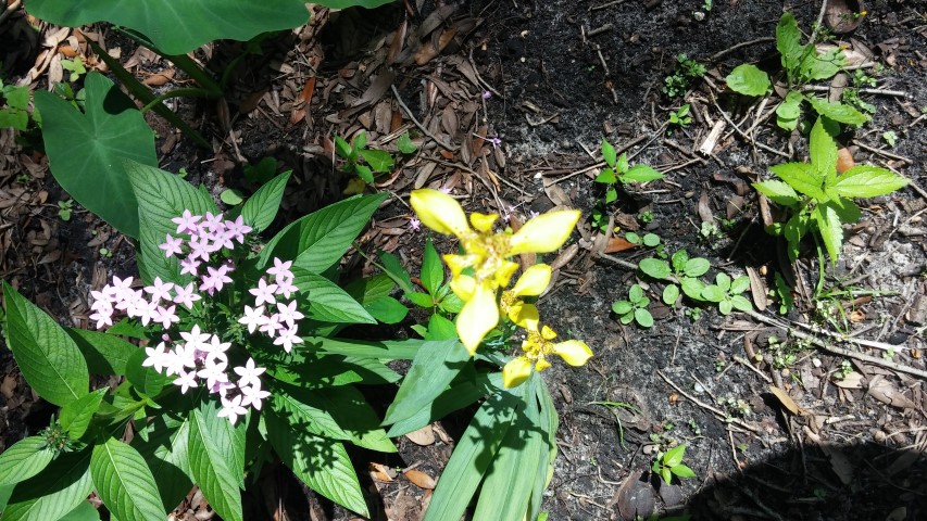 Trimezia martinicensis plantplacesimage20150531_152716.jpg