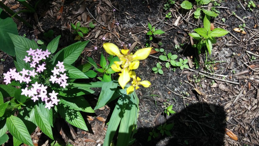 Trimezia martinicensis plantplacesimage20150531_152726.jpg