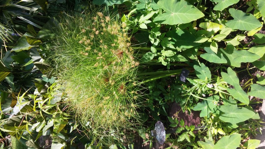 Hamelia patens plantplacesimage20150531_153550.jpg